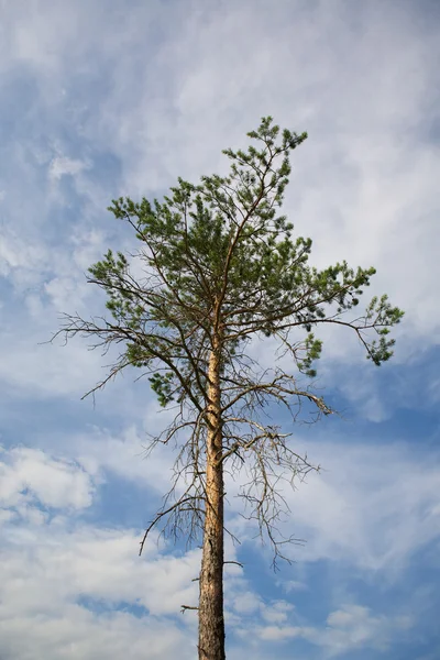 Pohon-pohon — Stok Foto