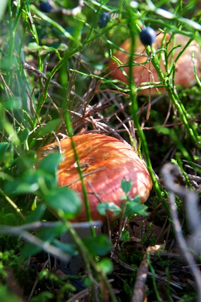 stock image Fungus