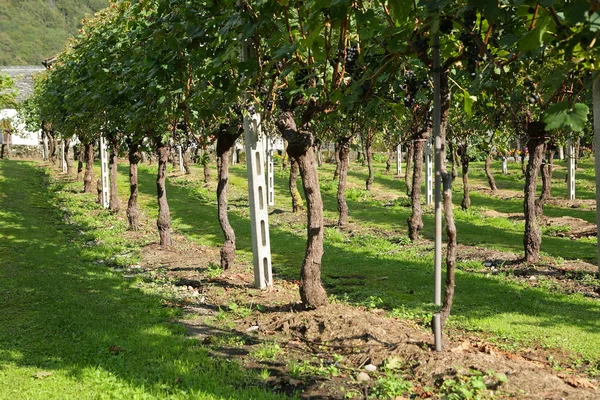 stock image Grapevines