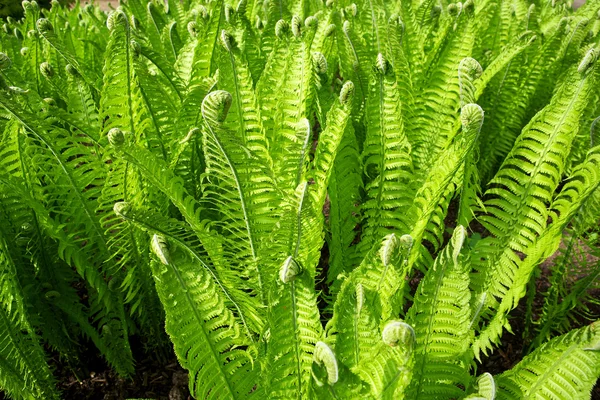 stock image Green fern leaves