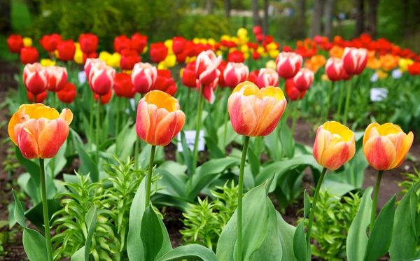 Tulipani — Foto Stock