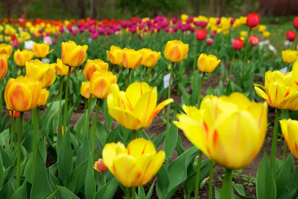 Tulipanes — Foto de Stock
