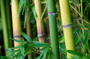 zen bambu