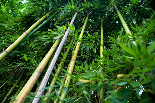 Bambú Zen — Foto de Stock