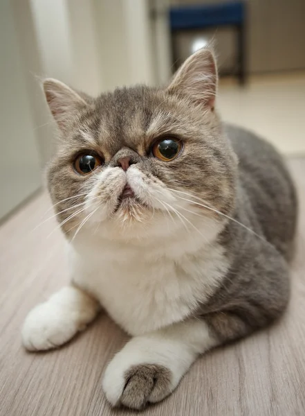 Gato — Foto de Stock