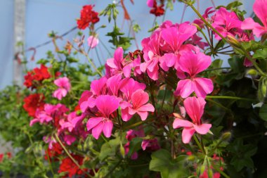 Pelargoniums