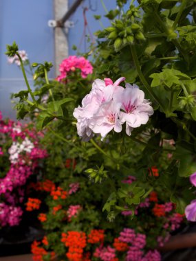 Pelargoniums