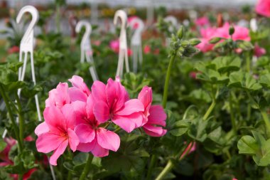 Pelargoniums