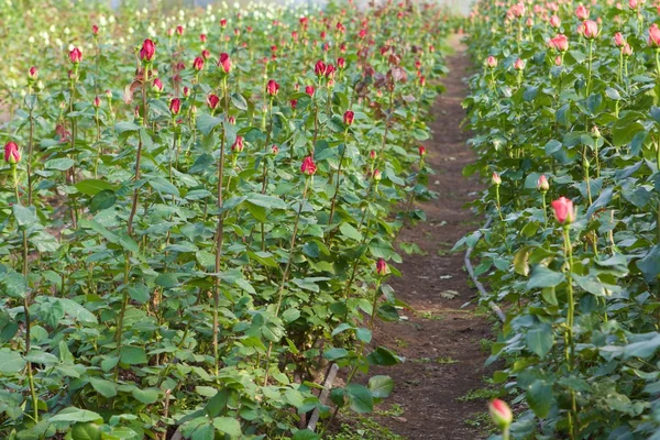 stock image Roses