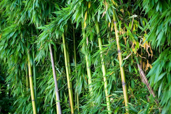 Bambú Zen — Foto de Stock