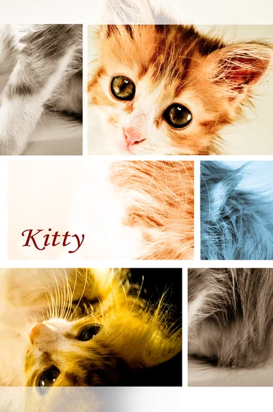 Ritratto gattino — Foto Stock