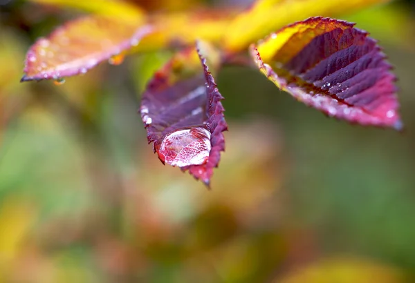 Paints rainy autumn — Stock Photo, Image