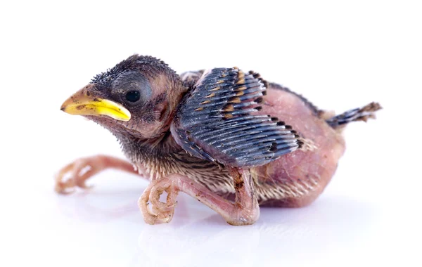 Mladý vrabec — Stockfoto