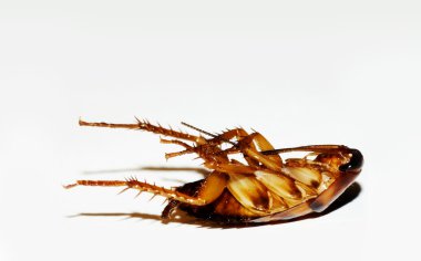 Dead cockroach clipart