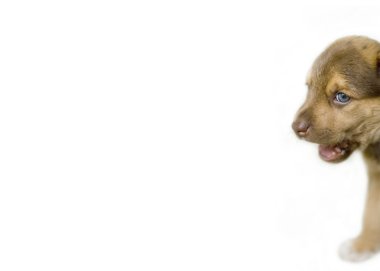 Köpek yavrusu