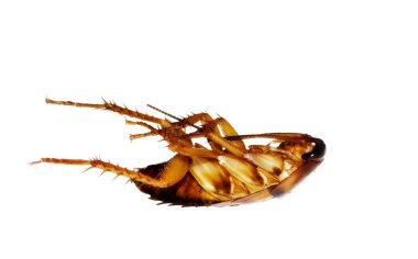 Dead cockroach clipart