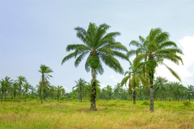 Palm oil plantation clipart