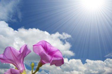 Morning glory flower clipart