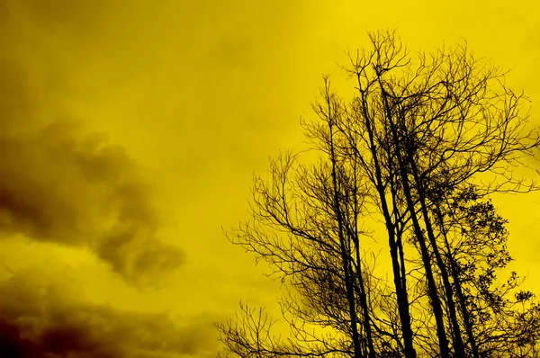 Силует дерева на заході сонця — стокове фото