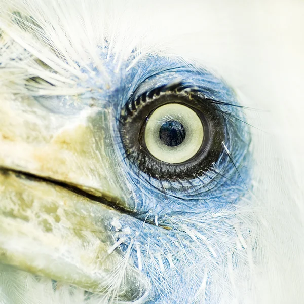 Detailní záběr oka pták — Stock fotografie