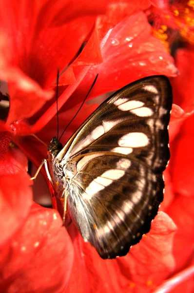 Alimentation papillon — Photo