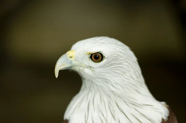 stock image Eagle