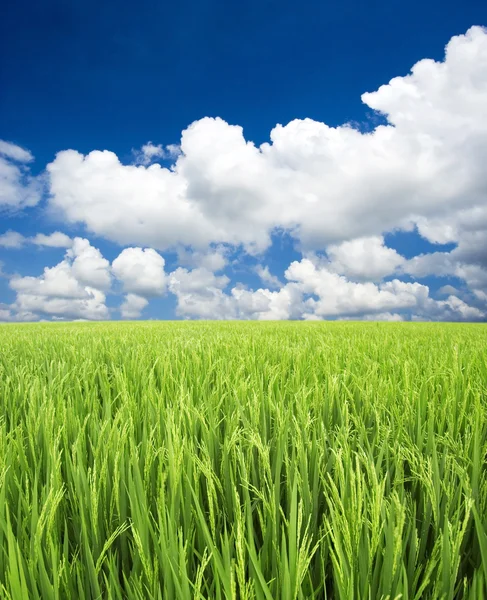 Зелене поле і небо — стокове фото