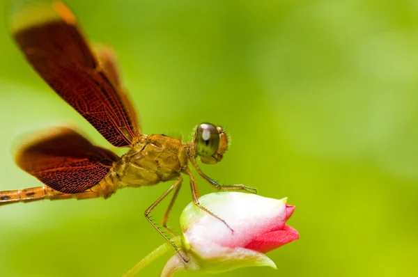 Stock image Dragonfly