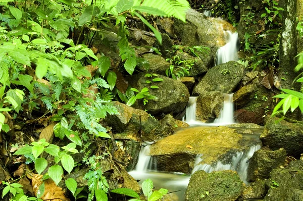 Jungle stream — Stockfoto