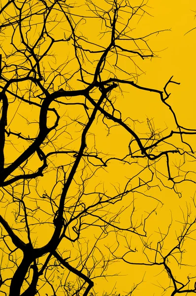 stock image Silhouette of tree