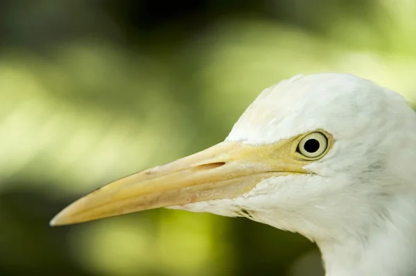 Närbild egret — Stockfoto