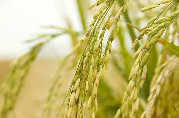 Сортів рису — стокове фото