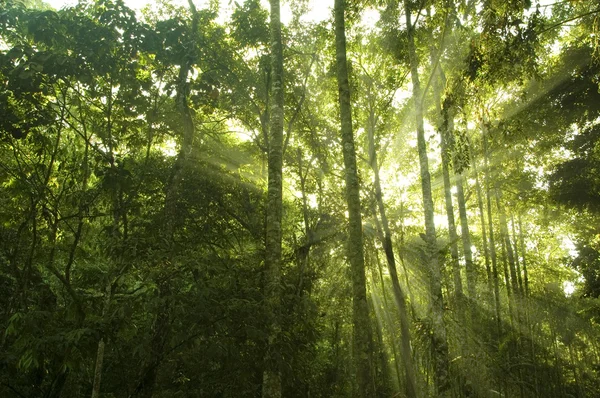 Πράσινο δάσος — Φωτογραφία Αρχείου