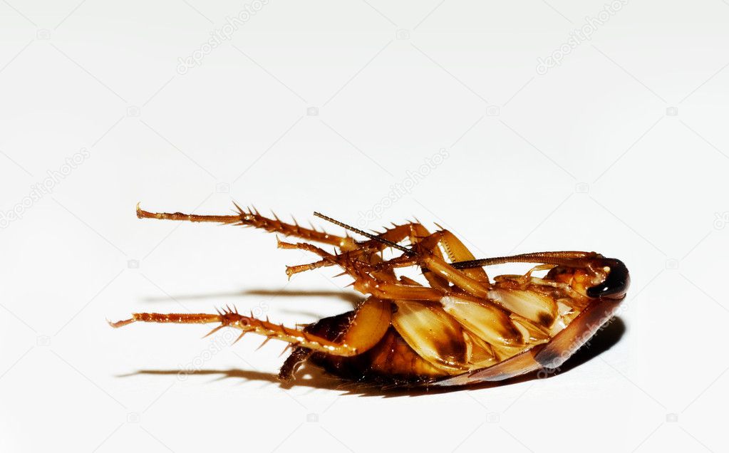 Dead cockroach