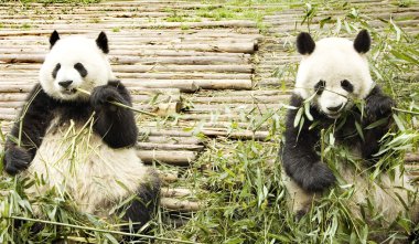 Two pandas feeding clipart