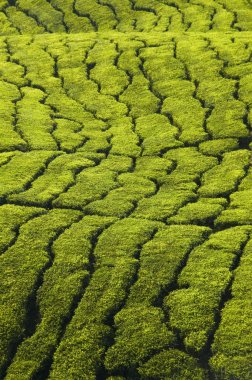 Tea plantation texture clipart