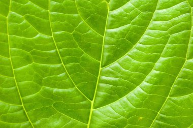 Macro leaf clipart