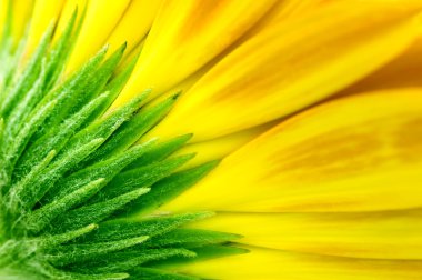 Closeup of yellow Gerbera clipart