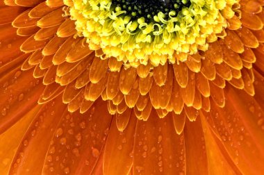 Closeup of orange Gerbera clipart