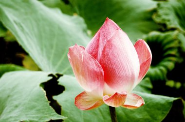 pembe lotus