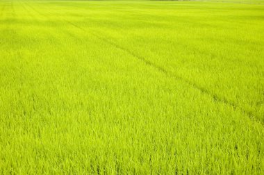 Green paddy field (early stage) clipart