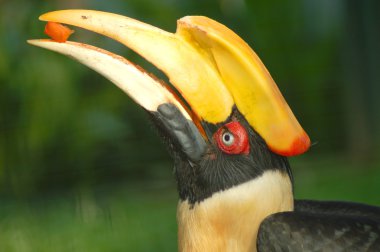 Hornbill feeding papaya clipart