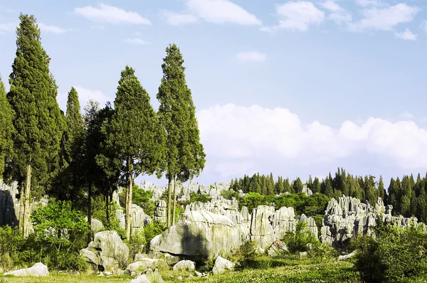 Mystery stone forest — Stock Photo, Image