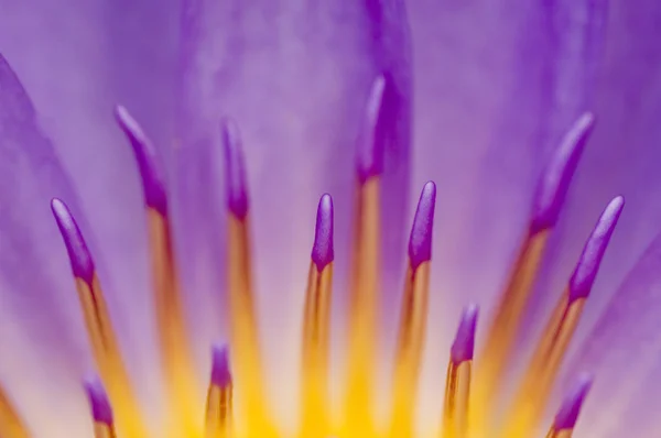 Nenufar fioletowy — Zdjęcie stockowe