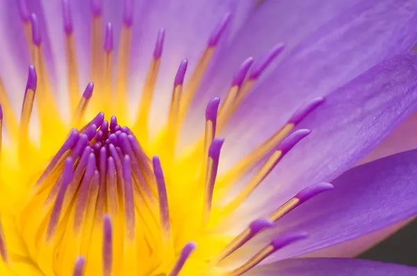Water lily close-up — Stockfoto