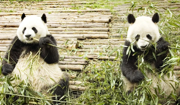Dois pandas alimentando — Fotografia de Stock