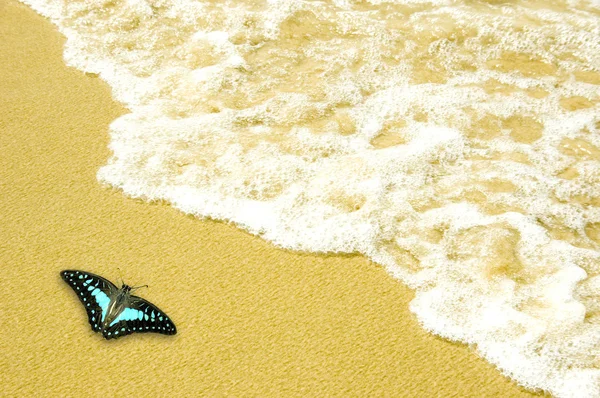Borboleta azul na praia de areia dourada — Fotografia de Stock