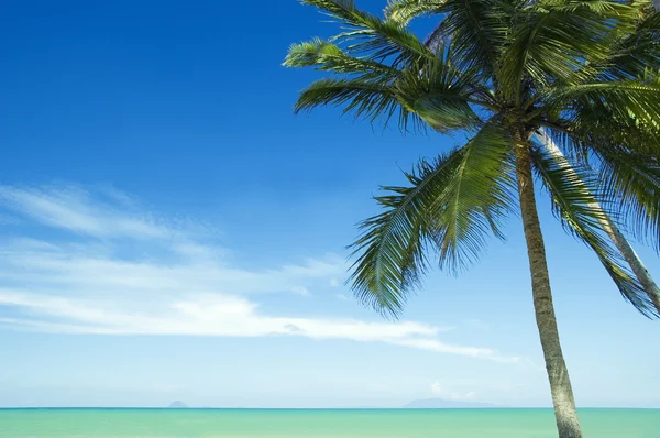 Кокосовое дерево и пляж — стоковое фото