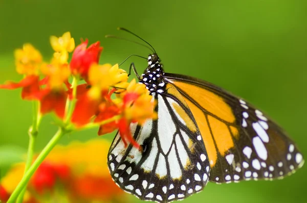 Monarch vlinder voeden met bloem — Stockfoto