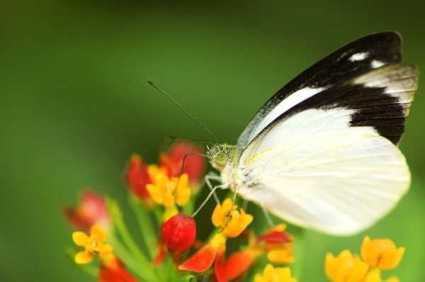 Butterfly voeden met bloem — Stockfoto